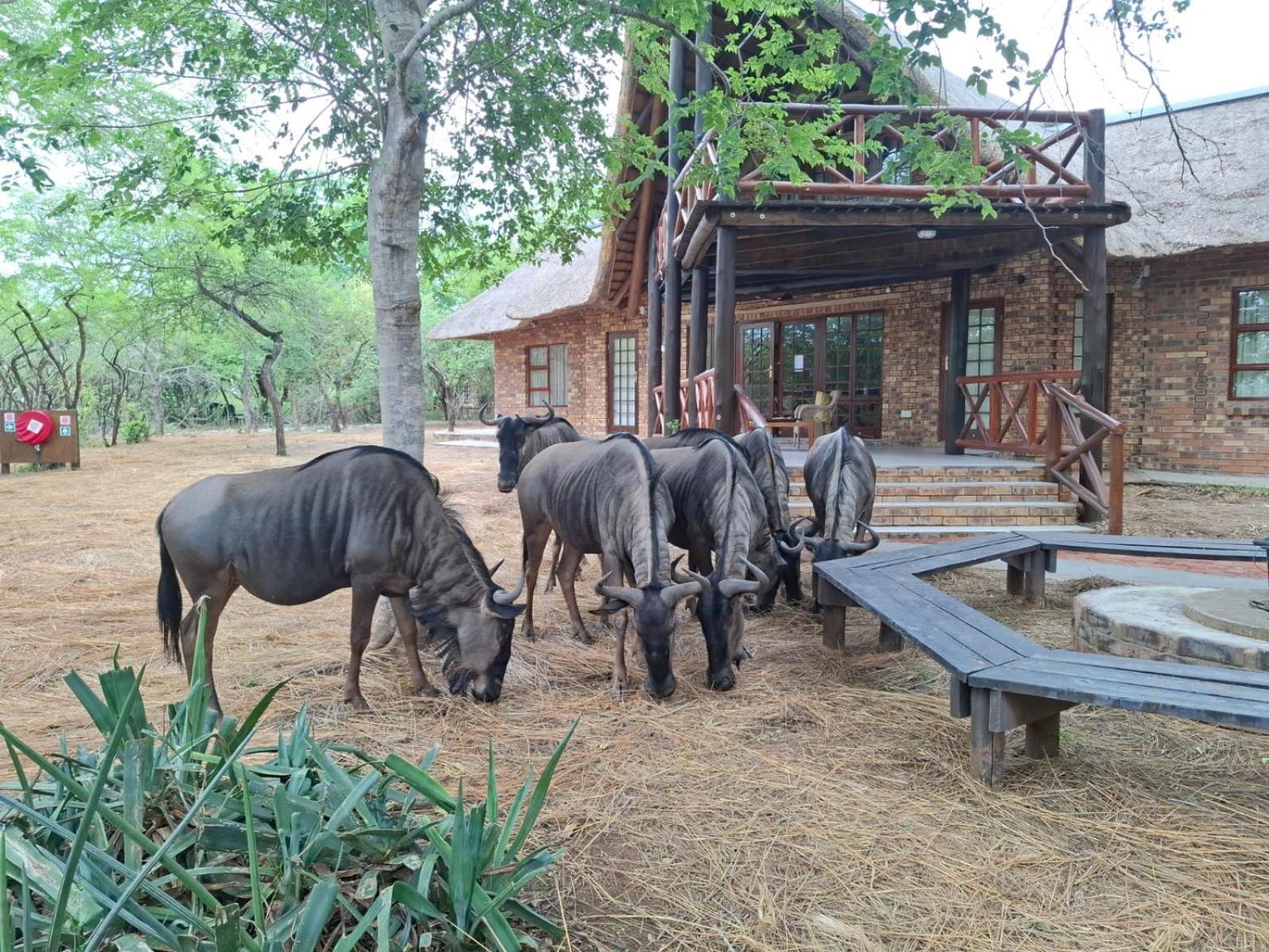 Kruger Riverside Lodge - No Load-Shedding Марлот-Парк Экстерьер фото