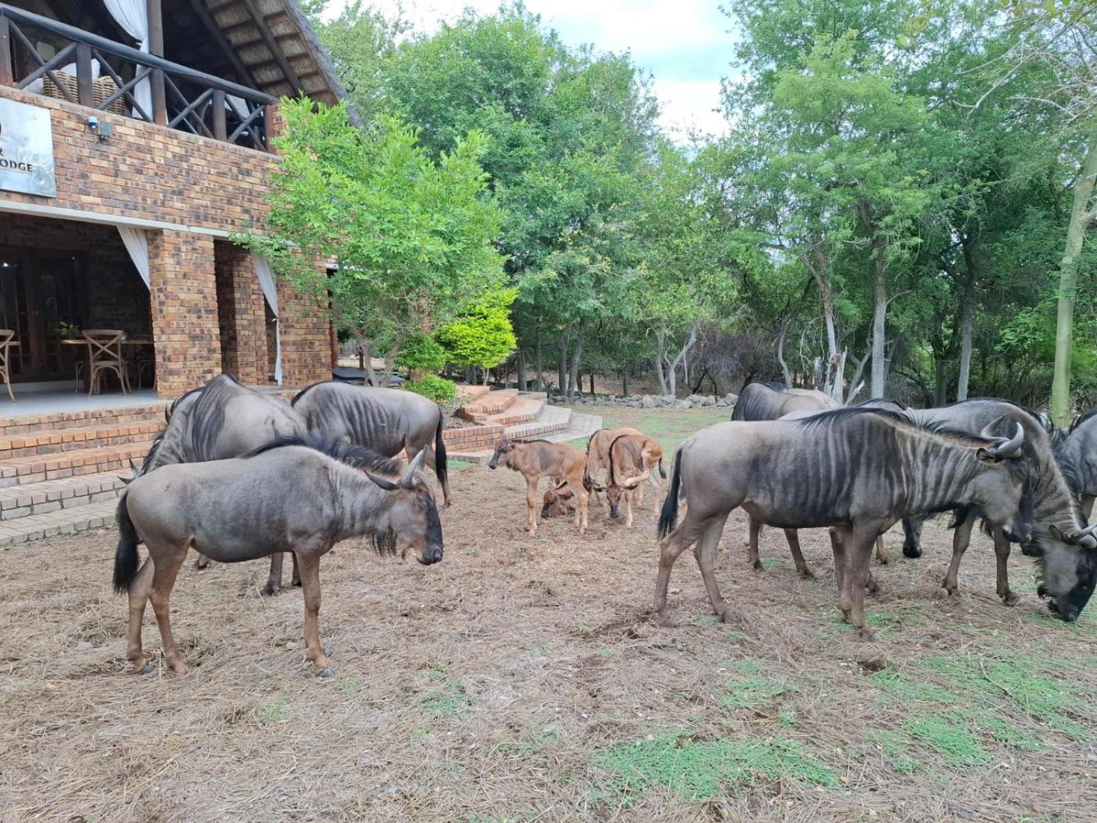Kruger Riverside Lodge - No Load-Shedding Марлот-Парк Экстерьер фото