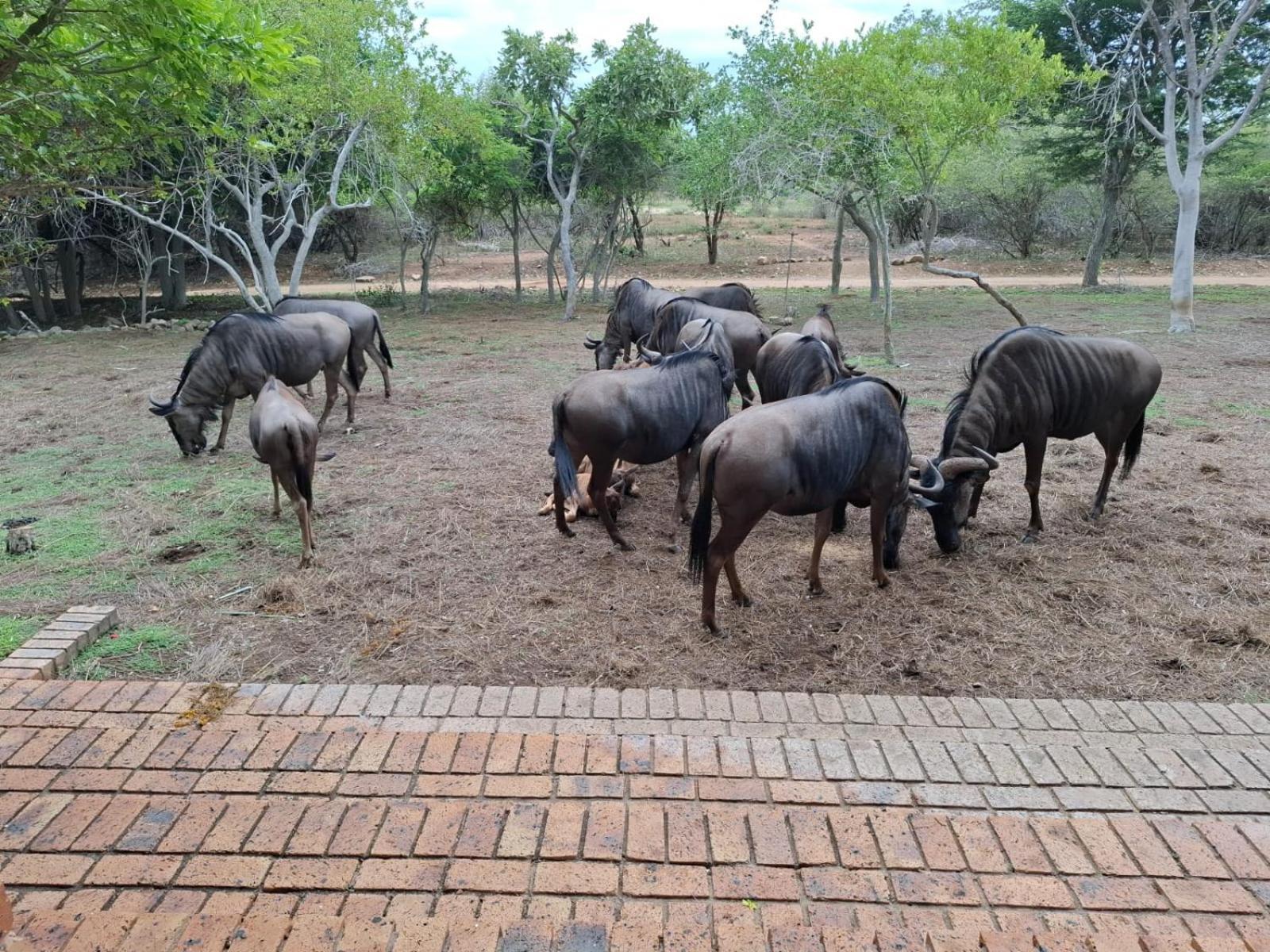 Kruger Riverside Lodge - No Load-Shedding Марлот-Парк Экстерьер фото