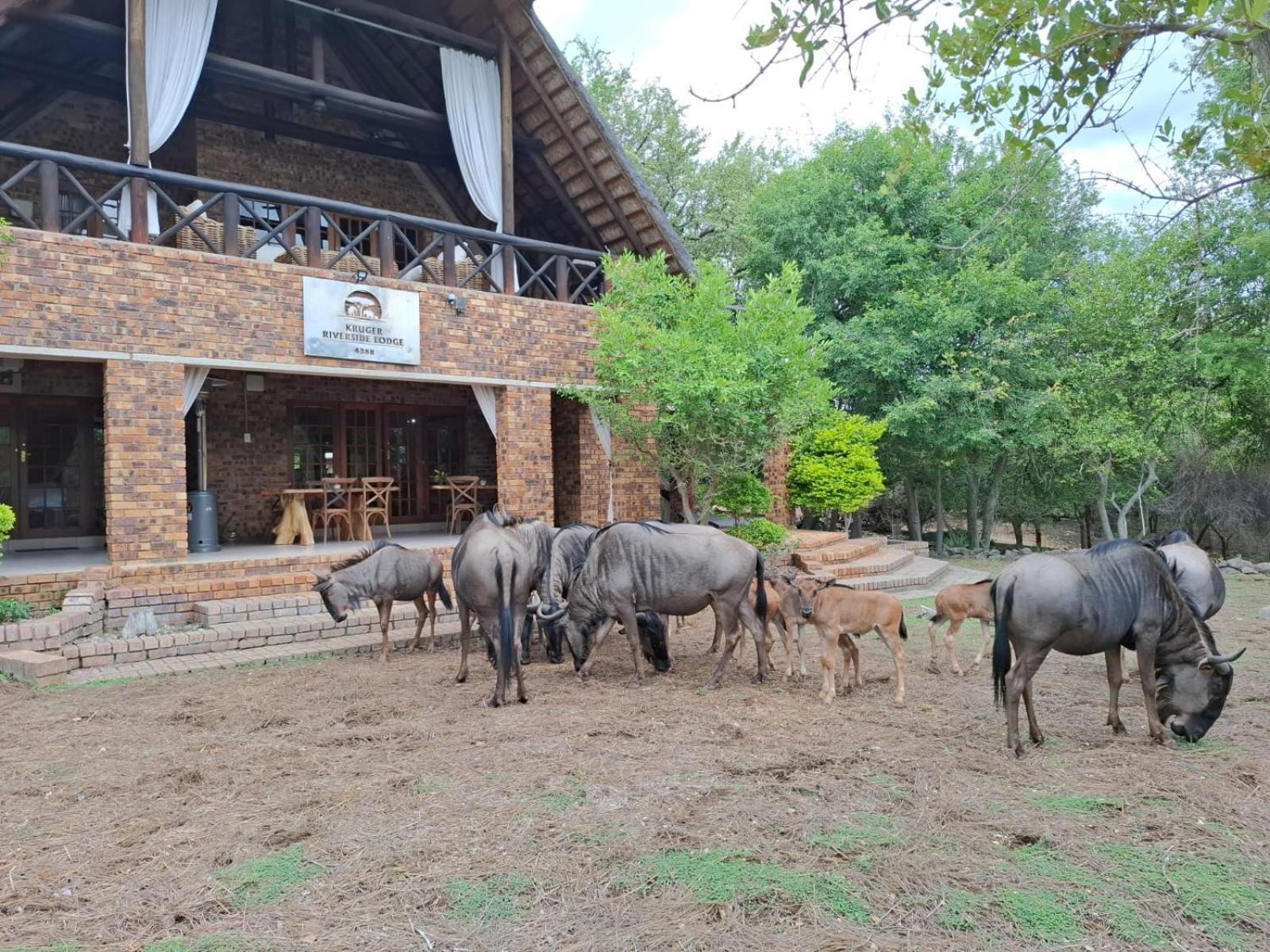 Kruger Riverside Lodge - No Load-Shedding Марлот-Парк Экстерьер фото