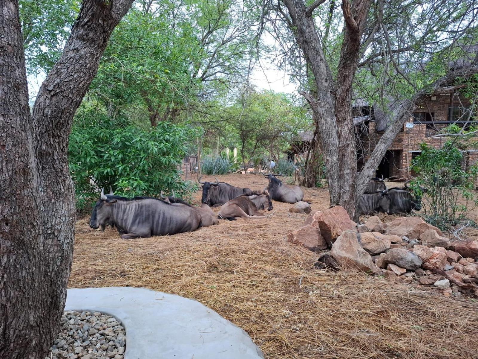 Kruger Riverside Lodge - No Load-Shedding Марлот-Парк Экстерьер фото