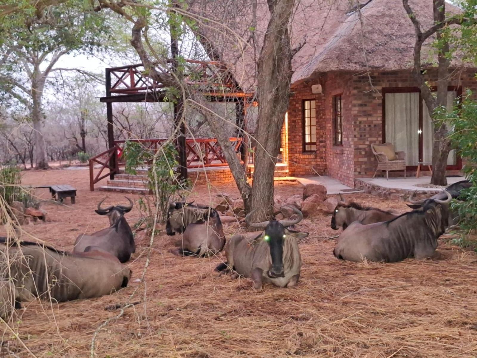 Kruger Riverside Lodge - No Load-Shedding Марлот-Парк Экстерьер фото
