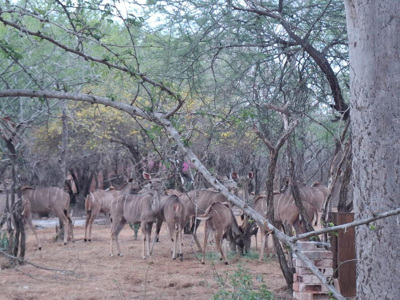 Kruger Riverside Lodge - No Load-Shedding Марлот-Парк Экстерьер фото