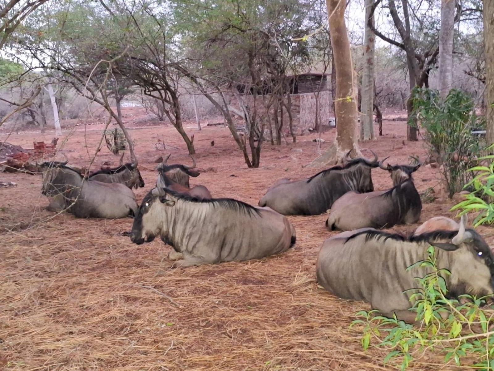Kruger Riverside Lodge - No Load-Shedding Марлот-Парк Экстерьер фото