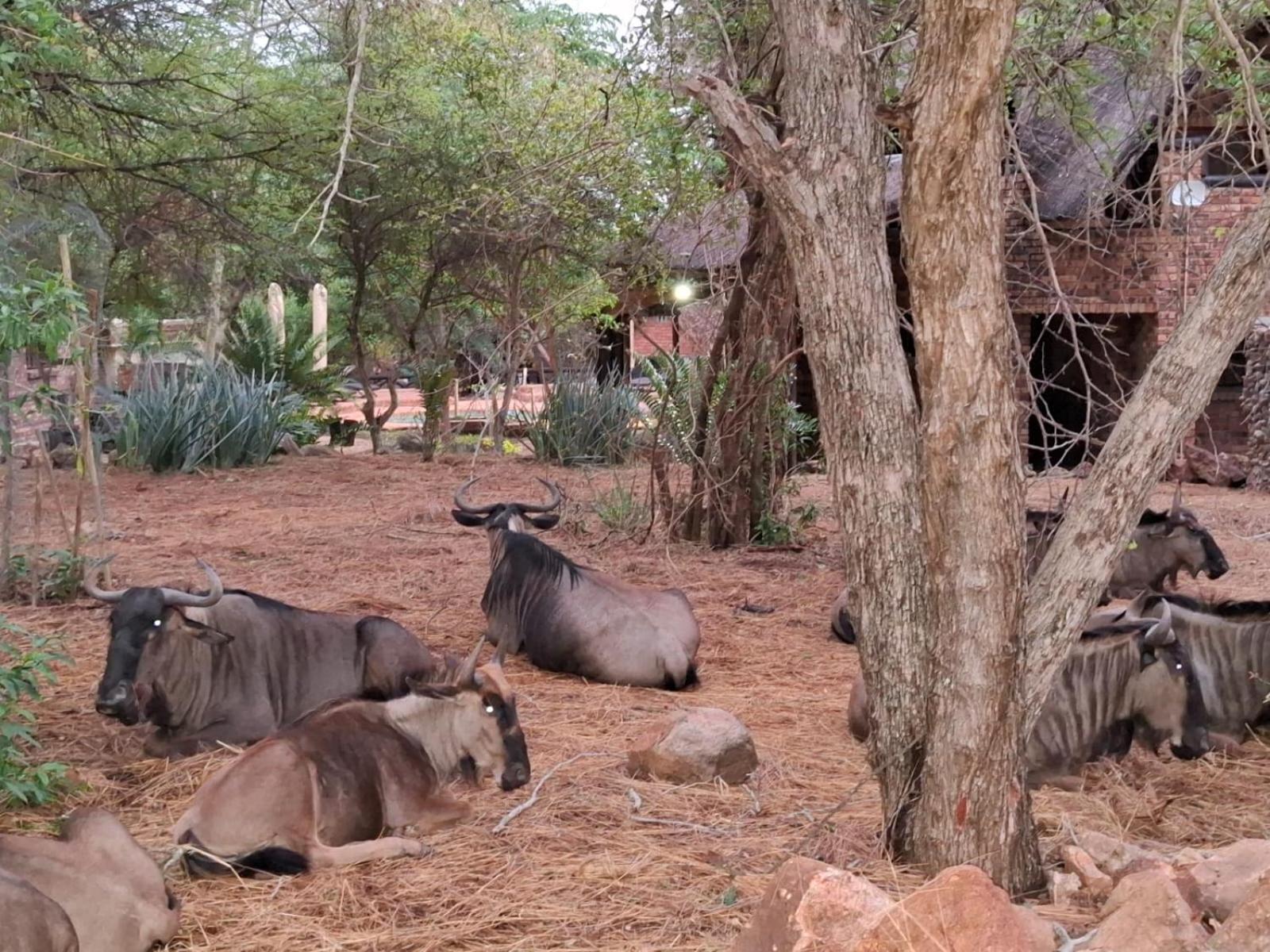 Kruger Riverside Lodge - No Load-Shedding Марлот-Парк Экстерьер фото